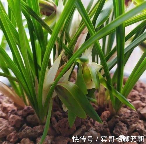 园土|家庭养兰花，就怕4种错误养护，难怪总是养不好