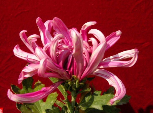 喜欢菊花,不如养盆“菊中珍品”大如意,似玉女飞舞,妖娆窈窕