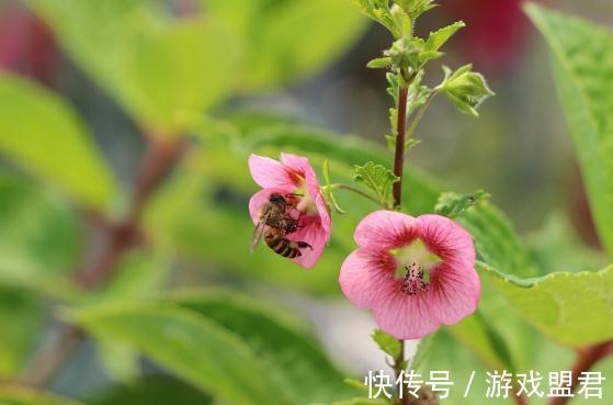 特爱“吃土”的8种花,该换盆时就换盆,别偷懒