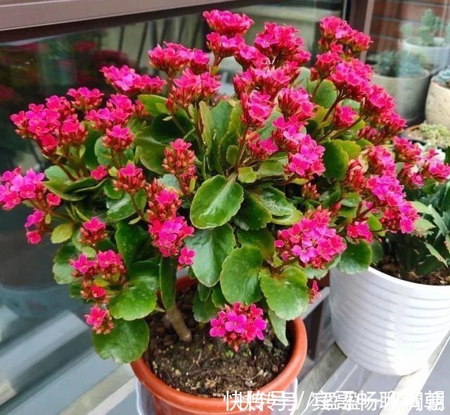 玉树|花盆越浅，开花越多，不信你试试！花盆越浅，开花越多，不信你试试！