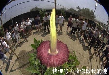 世界上最臭的花,7年才开一次花,看到会使人产生轻生幻觉?