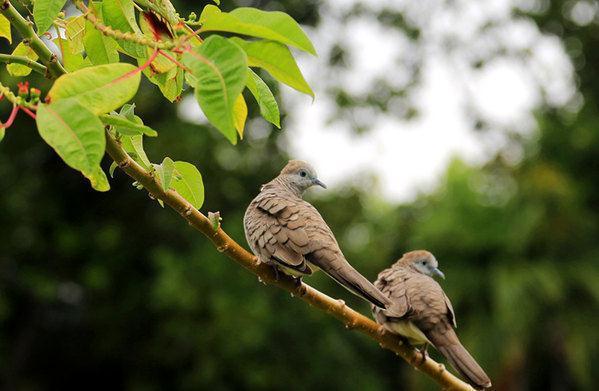 鲍鱼汤!历史上两副一语双关的对联