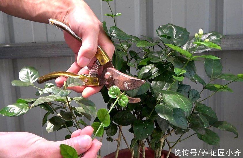 知识点|养花经常提到“要修剪”,修剪到底有啥用?这是个要懂的知识点