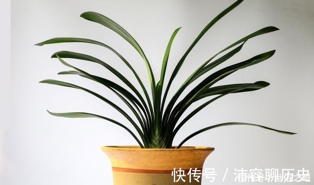 光照|夏天来了,君子兰喜欢“1多2少”,既能安全度夏,又能长花芽