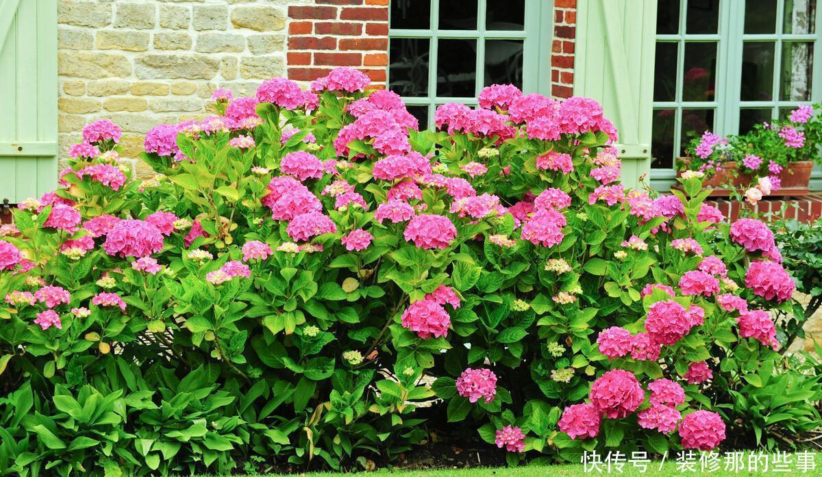 想要打造“高级”花园,春天种上“4种花”,颜值高,爱开花