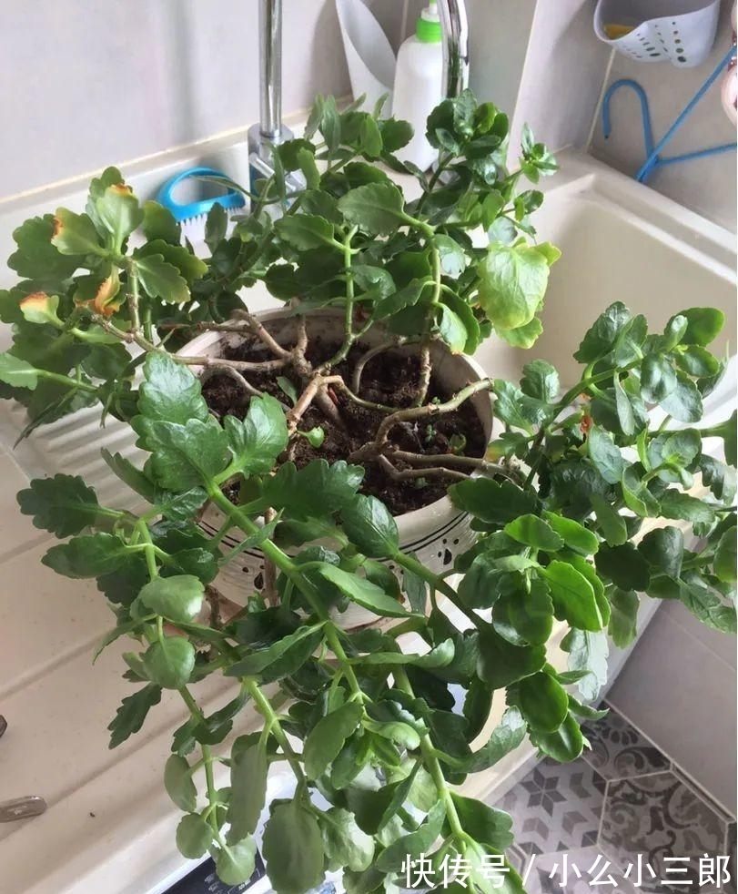 枝条|立秋后养长寿花，3步别落下，还能长成小花树，繁花似锦爆棚惊人