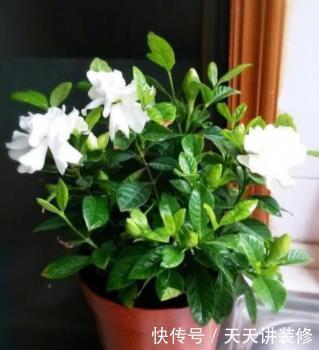 冬季给花浇水,4种“夺命水”不要浇,室内易伤根,养一盆死一盆