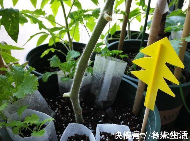 沙子|盆里埋点它，小虫子全没了，花越长越茂盛！