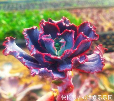 超哥|3种“多肉”，靠一杯水活“大半年”，没有光，照样叶肥、花儿多