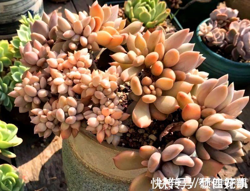 变群生|多肉一直独杆单头?6个小方法,轻松长满侧芽,独苗爆头变群生