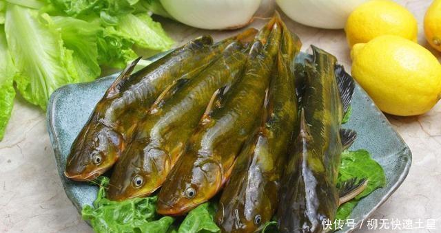 好处|黄骨鱼的实践对美味有好处,学习等于赚钱