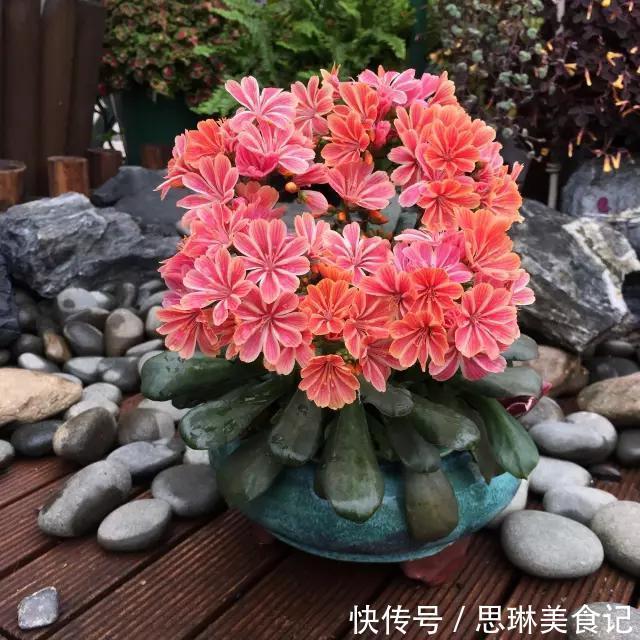 这花像长寿花一样好养，全年不间断的开花，太美了