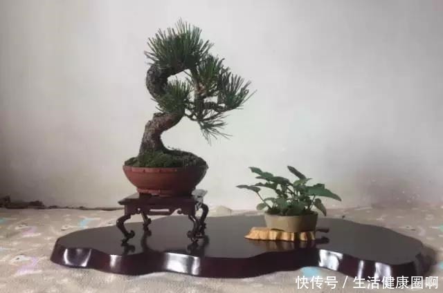 爱木盆景I 黑松家庭养护小记！