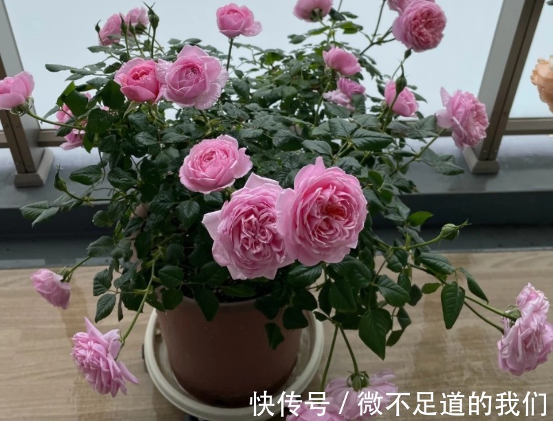 它们是有着“花中皇后”称号的月季,却又被赞誉为“仙女”