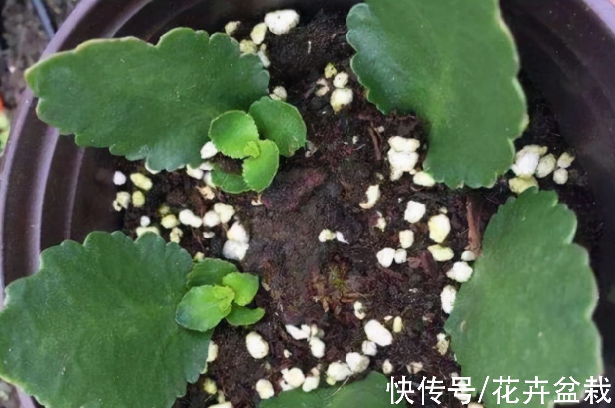 4种花不用买，摘片叶子就能扦插繁殖，适合新手