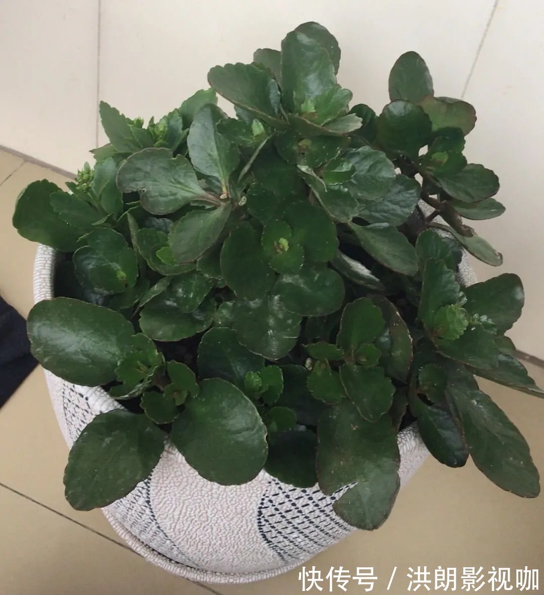 花友们|长寿花“装菜”不打花苞注意这“三点”,花苞呼呼冒花儿满枝头