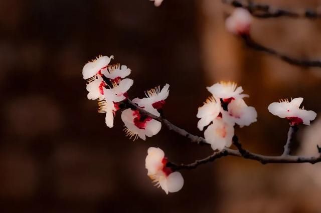 杏花|背靠五莲山！久负赏花盛名，今日一见确实惊叹