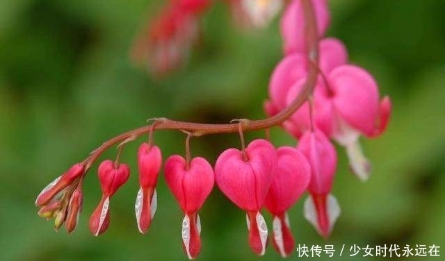 光线|家里光线不好就种这几种花，没有阳光也照样开花爆盆！