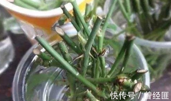 养花,酒精、多菌灵和百菌清,定期喷洒,防止出现病斑