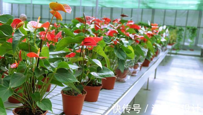 喝水|五种花天热特别能喝水,缺水叶子就发黄枯萎,别怕浇水多