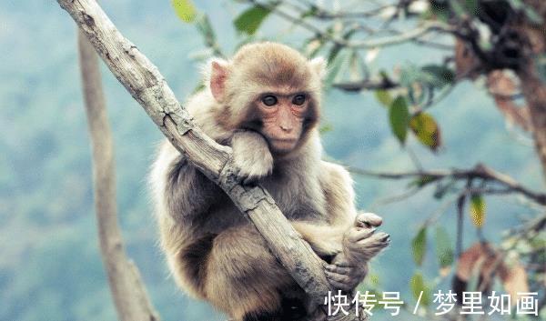 人际交往|10个猴九个富哪四月出生的属猴人，命里多金，生意兴隆！