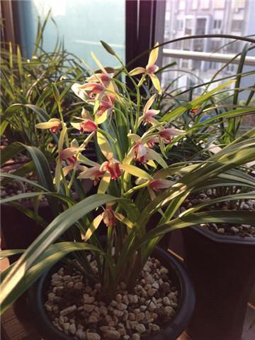 玉米全身是宝，用来养兰花，根系雪白粗壮，抽芽多，开花盛！