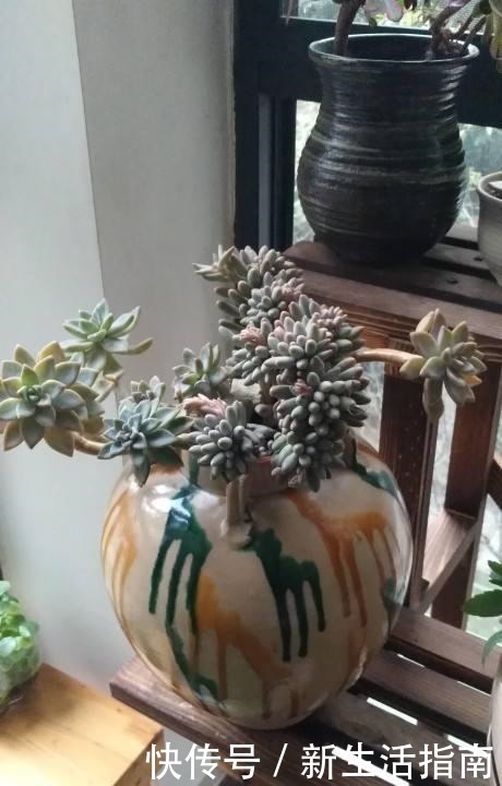 邻居养了3年多肉,个个长成“悬崖老桩”,到底咋养的!