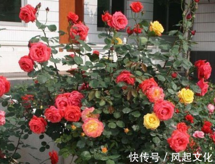 蟹爪兰、月季盆里加点“它”，花苞呼呼冒不停，一个月花朵开满枝