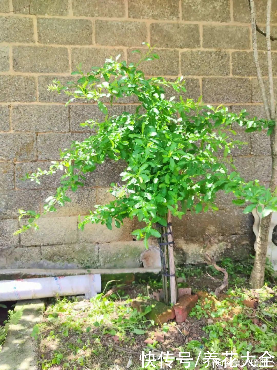 马齿苋花|山东马齿苋老桩，年年开花像小树，网友直呼：假的吧