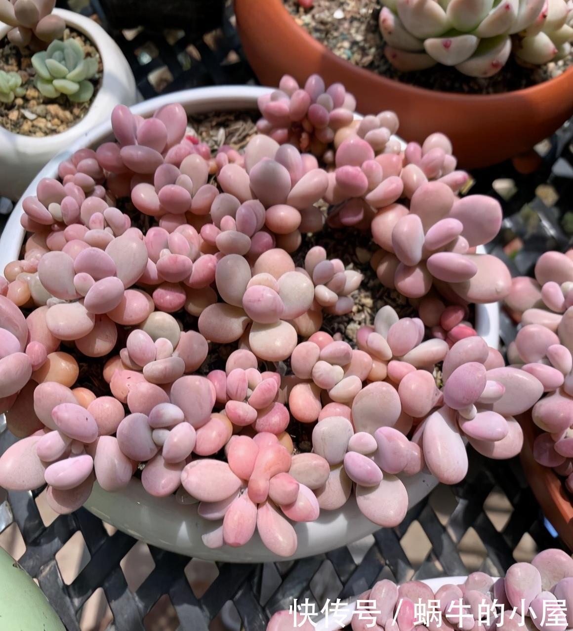 多肉|多肉“贵货”沦为大普货?注意2点,一样养成美美哒“桃蛋仙子”