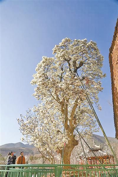 紫叶李|春和景明花枝俏