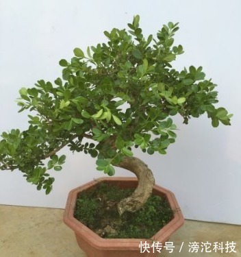 gt|什么绿萝、发财树都不如“2种树”,养人又旺财,1-2年成盆景