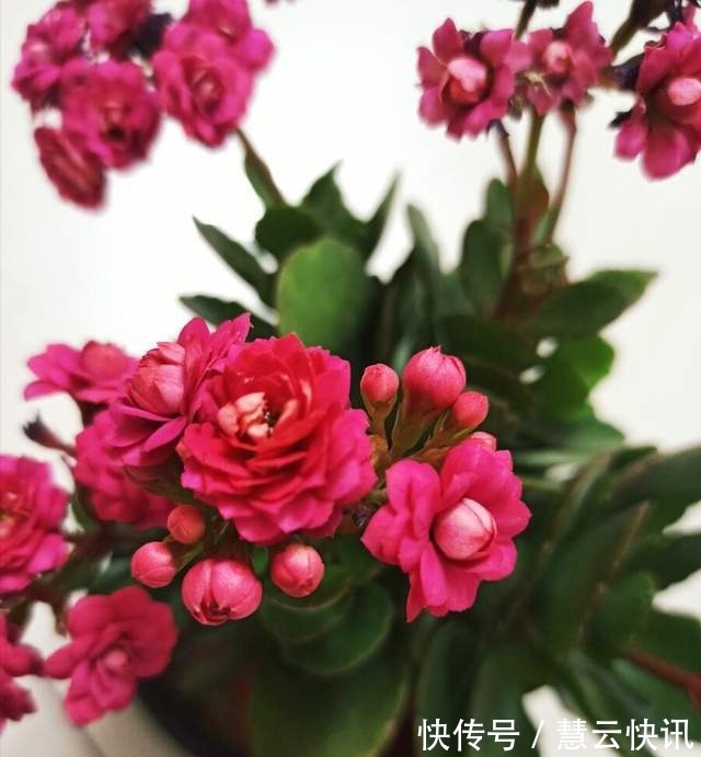 植株|长寿花什么时候修剪三种情况赶紧剪，越剪越旺盛，开成大花球