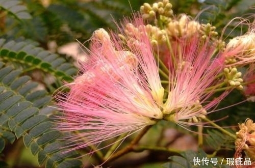 栽培|农村常见的树木,有镇静、安神的作用,很多地区开始大量栽培