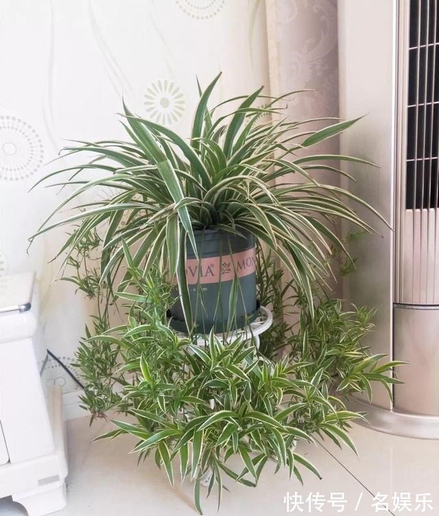 8种花现在赶紧剪,剃光头撸光叶,越狠越爆盆