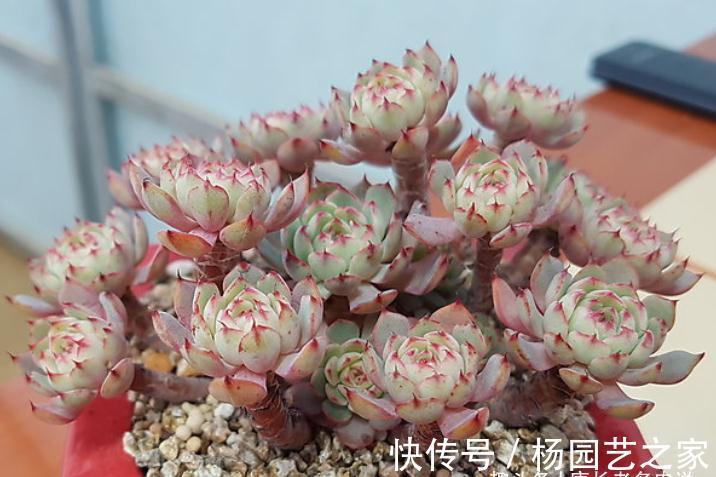 我说姬莲系多肉全都是“大美妞”,不服来看看这粉嫩可爱的劳埃德