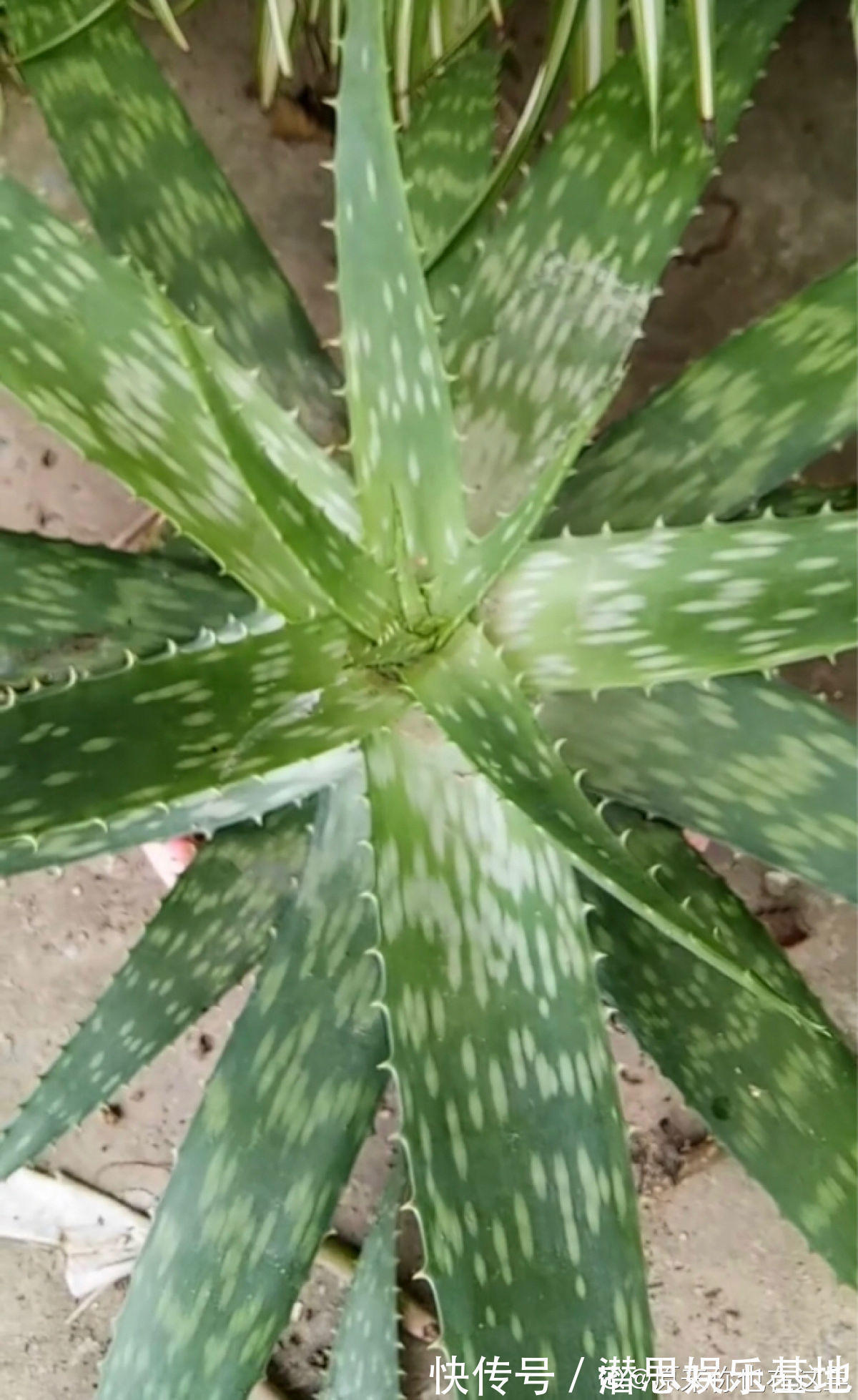 6种芦荟可食用,切开挖一勺汁液,敷在脸上能美容