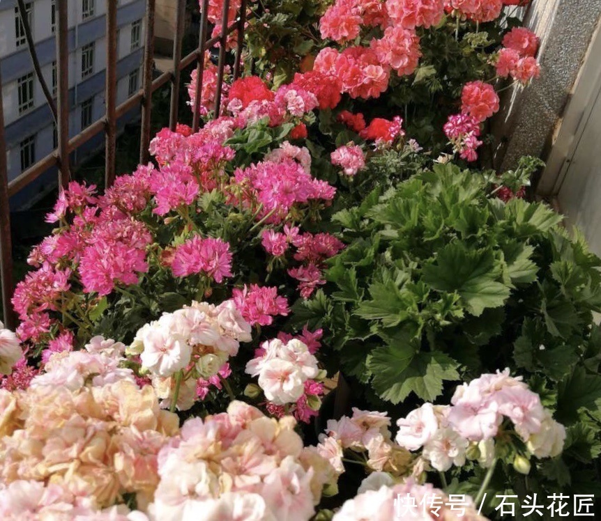  开花|12月天竺葵进入“盛花期”，养护记住“3多1少”，开花多又密