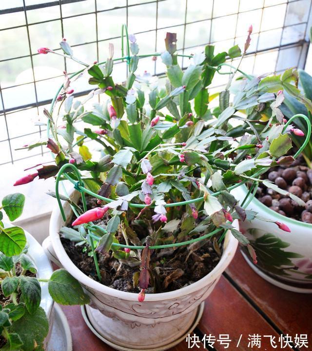 蟹爪兰过了休眠期,叶子发红软塌塌,找到病因还能救回来