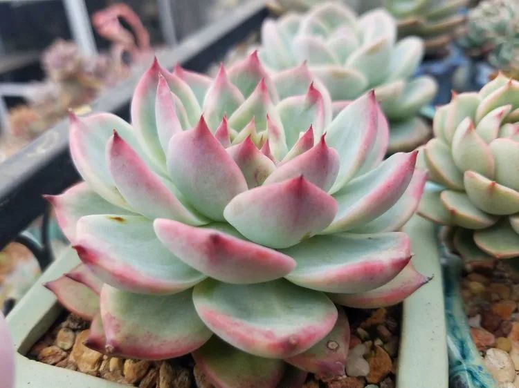 养肉三年,分享养肉经验,谈谈适合逆开挂区的多肉!