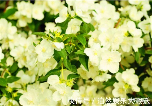 滋阴|女性不要太节俭，多吃4种食物，排出毒素，养护血管，滋阴降火