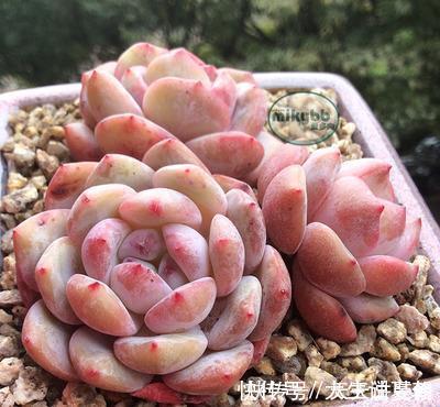 “混血”多肉美极了,皮实颜值高,养护更简单,养几棵真过瘾