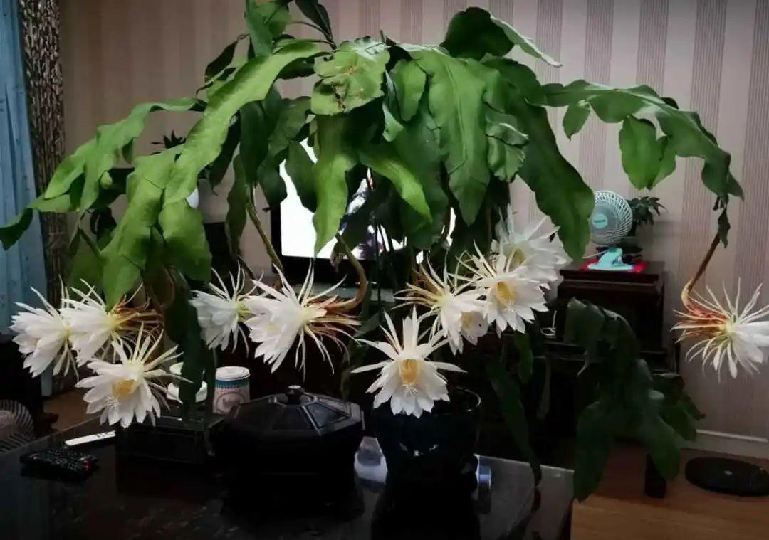 准备好，这花下个月要开，赶紧施肥、催花