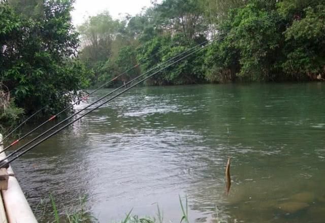 童年|童年钓鱼最怕的就是刀鳅鱼,因为它食性非常凶猛,把钩吞进肚子里