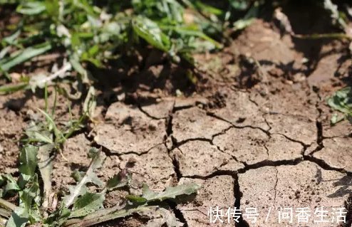 啤酒水|盆土板结怎么办不需要换新土,浇“1种水”就管,土壤立马松软