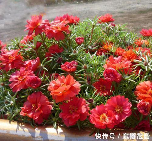 豆瓣绿|3种花，不能让它长成高个子，一长高就剪，越剪越值钱