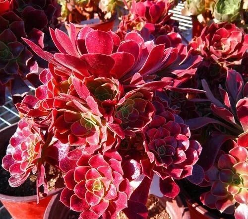 【多肉盛宴】你还傻傻的分不清法师品种吗百合莉莉属于法师