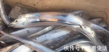 商家|为什么市面上的带鱼都是冰冻的，没有活的？商家：活的吃不起！