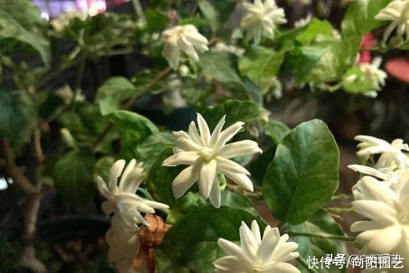茉莉花|夏天的花，有些可以暴晒，有些不能晒，要学会合理利用光照