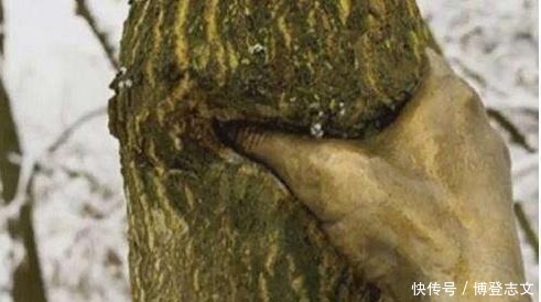 大自然|世界上最“有力”的手,紧握树干长达半个世纪,一直都没有松开过